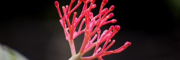 Jatropha